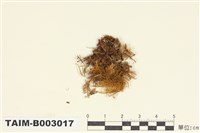 藏品(羽苔科 )的圖片